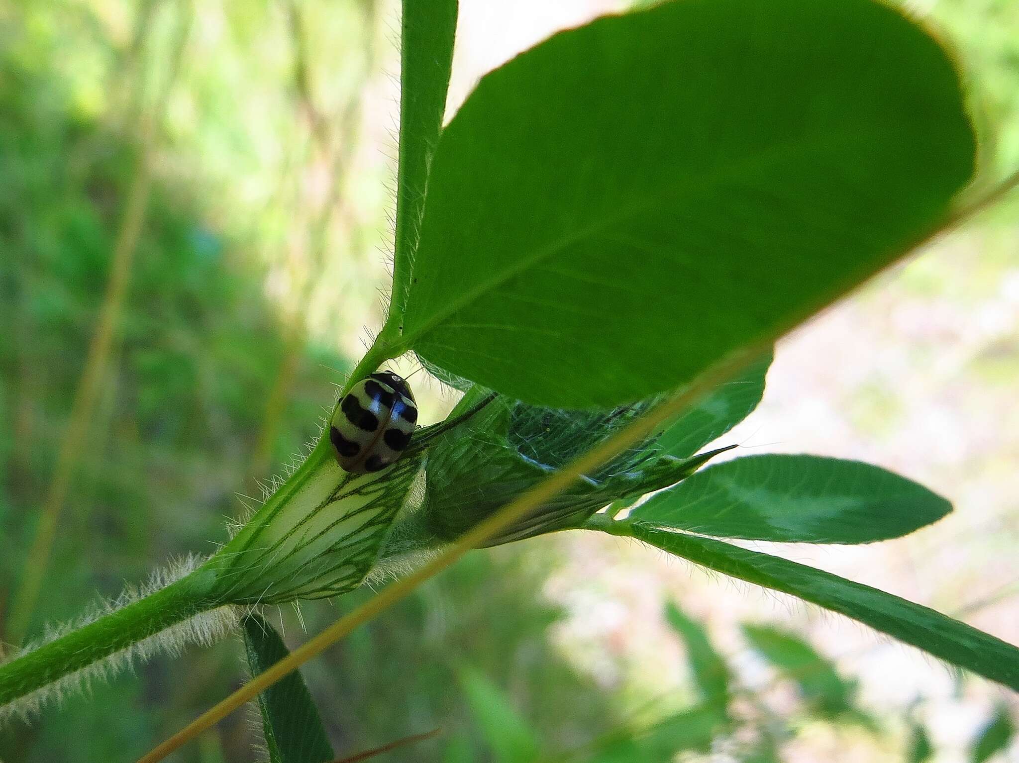 Image of Three-banded Lady Beetle