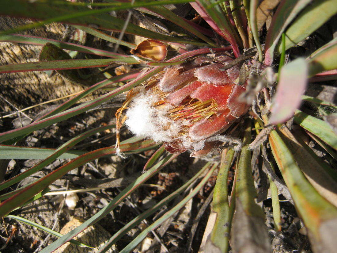 Image of Protea vogtsiae Rourke