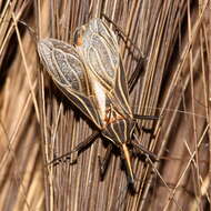 Image of Rhodnius barretti Abad-Franch, Palomeque & Monteiro ex Abad-Franch et al. 2013