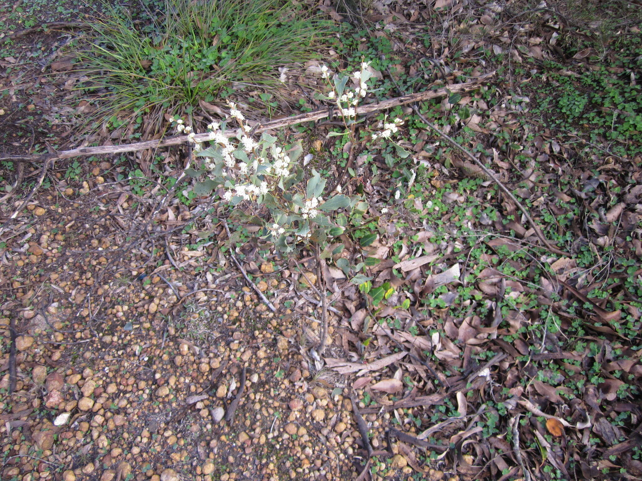 Image of Hakea undulata R. Br.