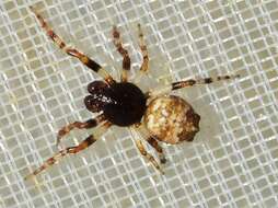 Image of Trashline orbweaver