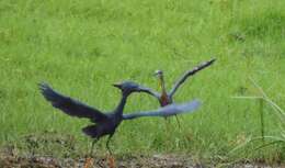 Image of Slaty Egret