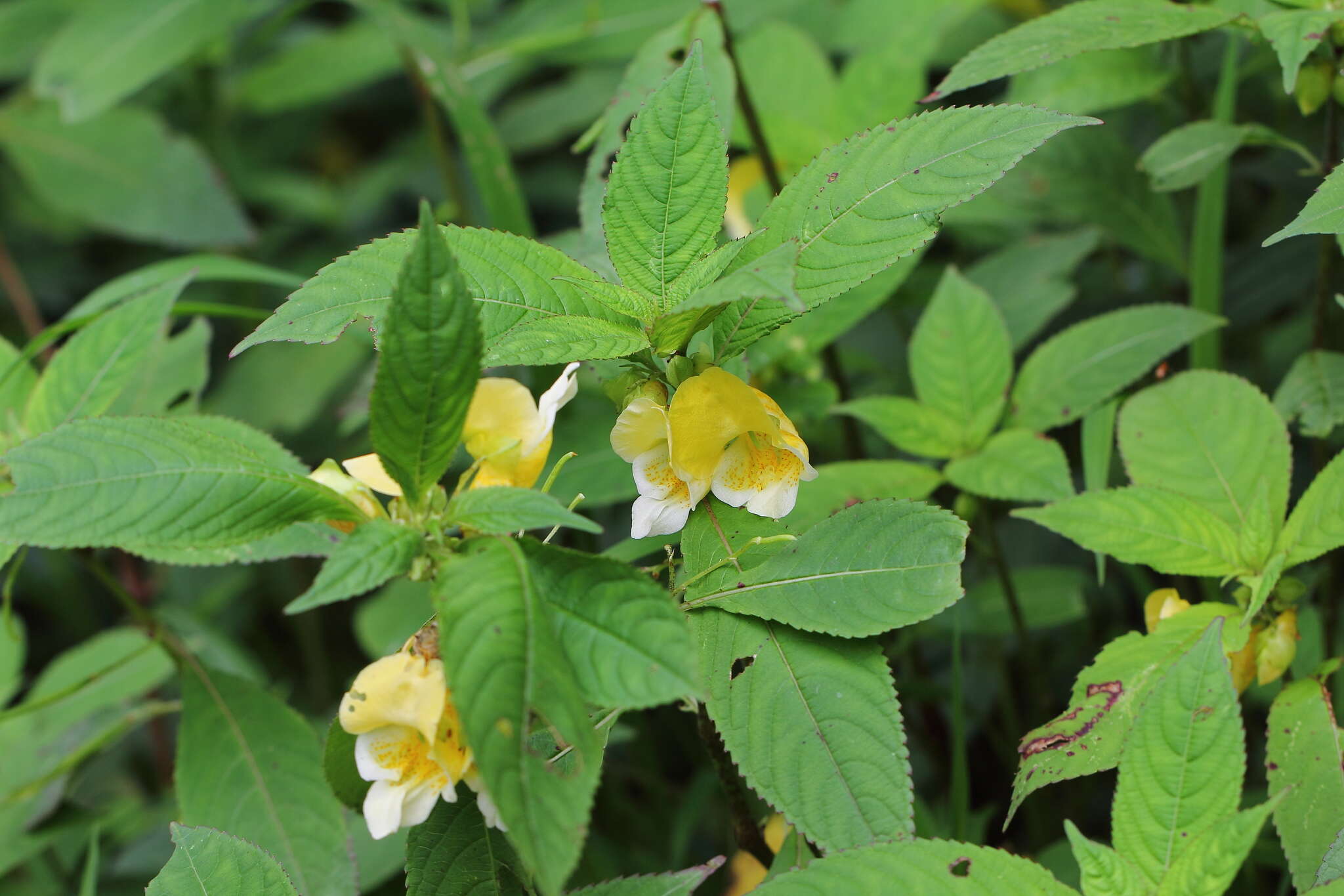 Image de Impatiens cristata Wall.