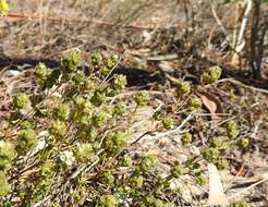 Image of Thymus capitellatus Hoffmanns. & Link