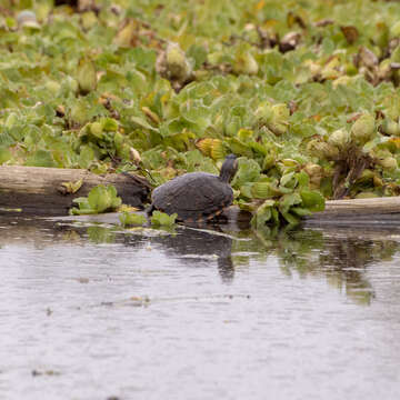 Image of Black-bellied Slider