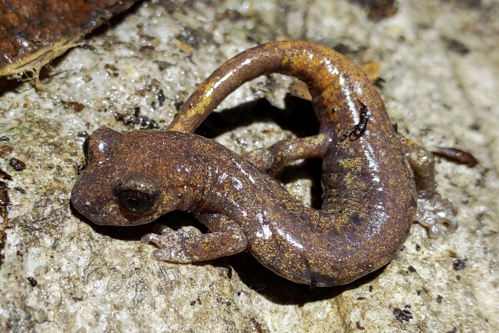 Image of Samwel Shasta Salamander