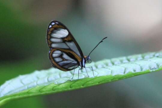 Image of Ithomia terra Hewitson 1852