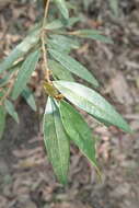 Слика од Hovea acutifolia G. Don