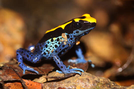 Image of Dyeing Poison Frog