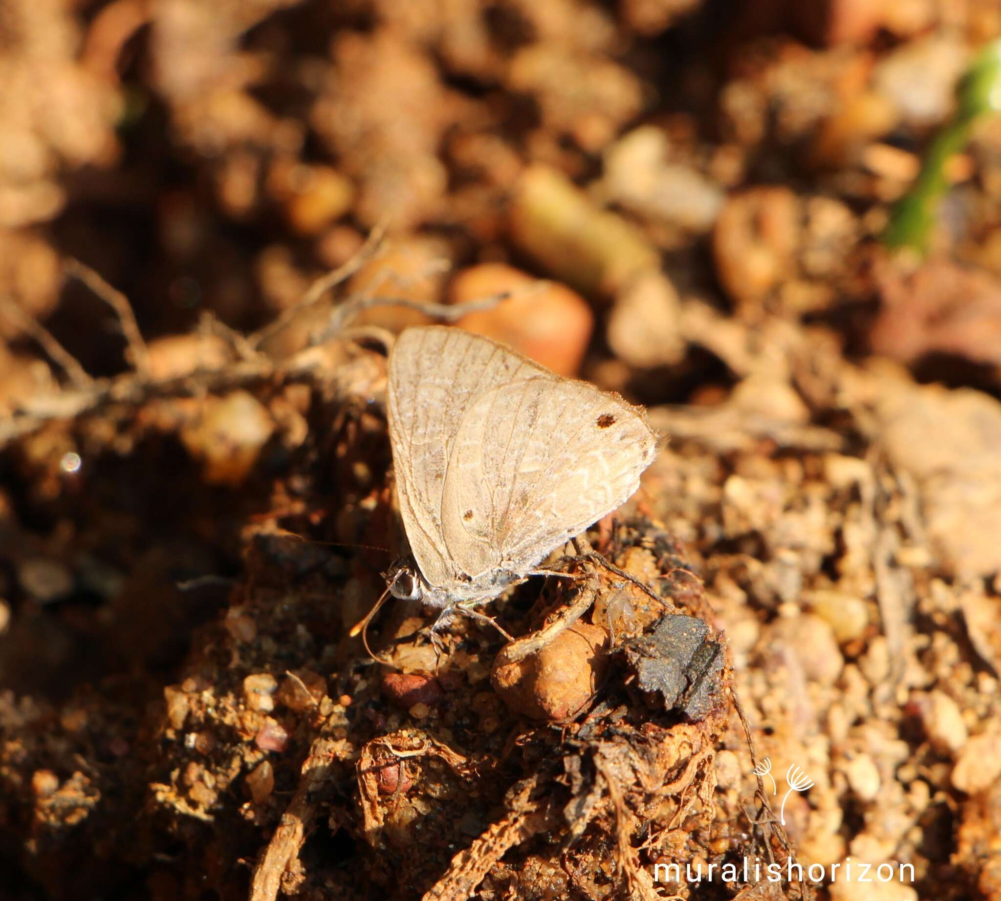 Image de Anthene lycaenina (Felder 1868)