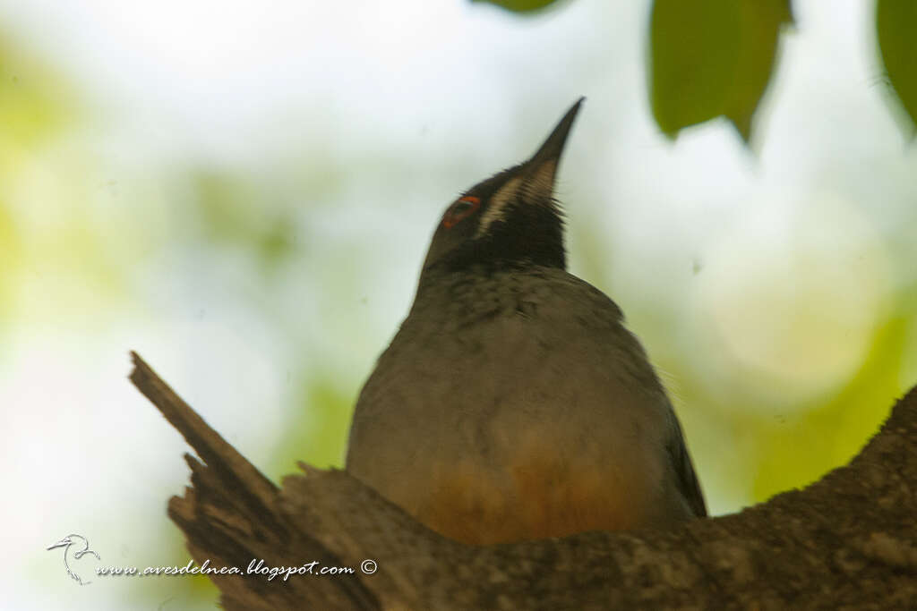 Image of Red-legged Thrush