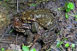 Image of Spiny Common Toad