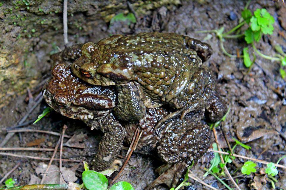 Image of Spiny Common Toad