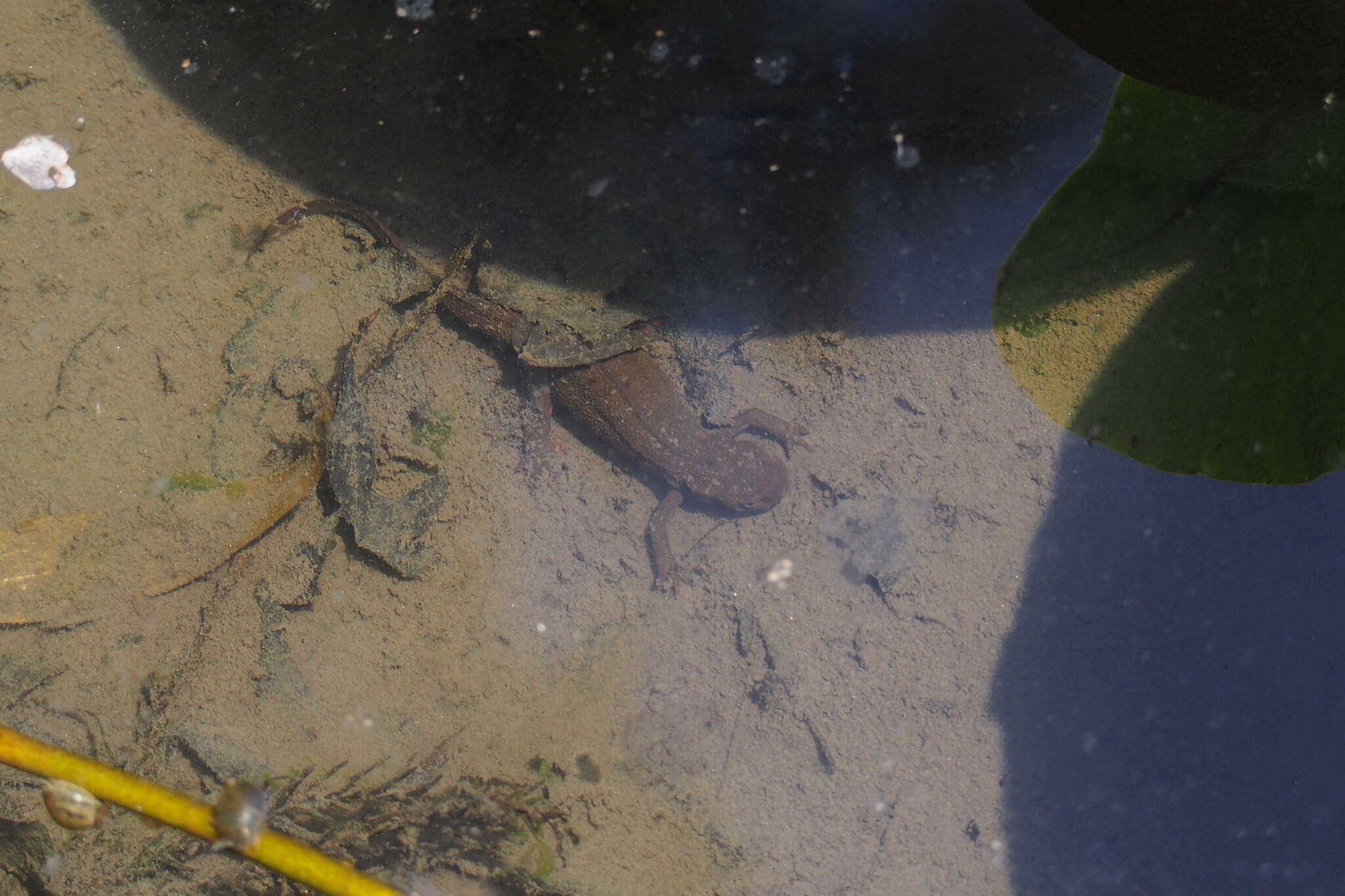 Image of Japanese Fire-bellied Newt