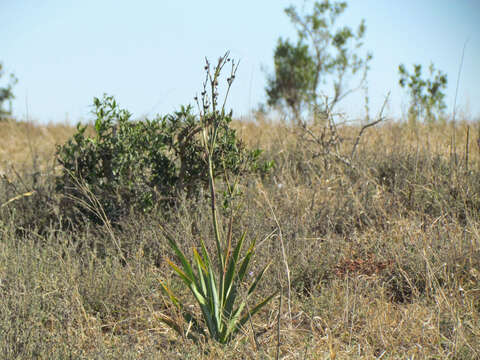 Image of bracketplant