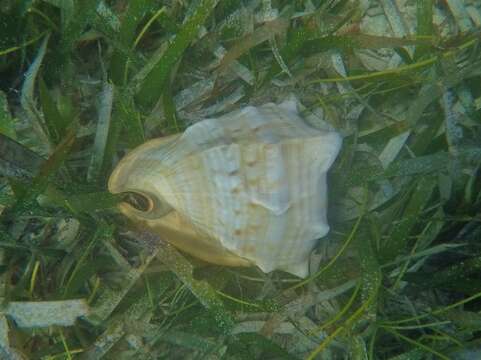 Image of cameo helmet