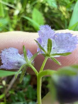 Phacelia gilioides Brand的圖片