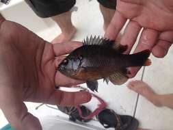 Image of Redspotted Sunfish