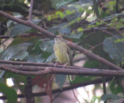 Image of Johannes's Tody-Tyrant