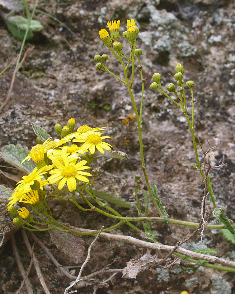 Plancia ëd Senecio banksii Hook. fil.