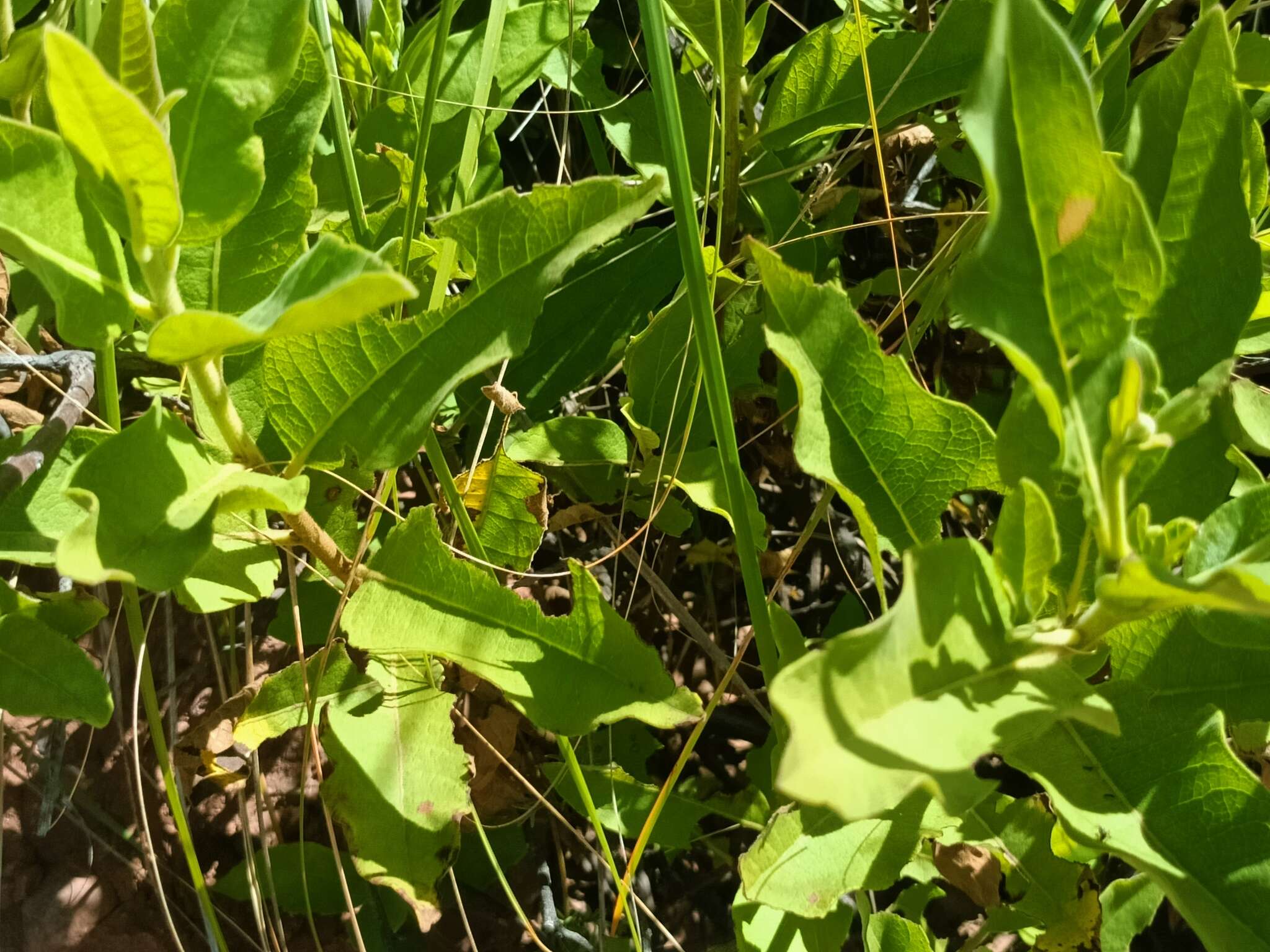 Image of Tessaria fastigiata (Griseb.) A. L. Cabrera