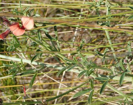 Image of Indigofera candicans Aiton