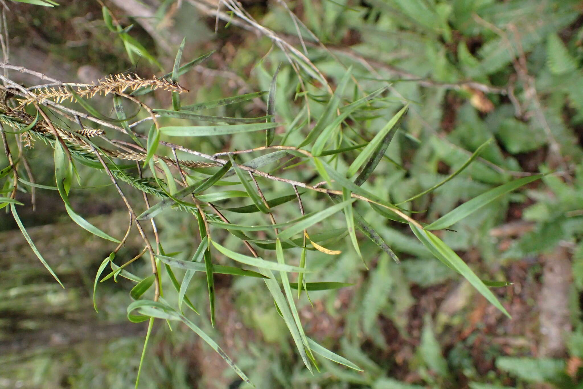 Plancia ëd Dendrobium cunninghamii Lindl.