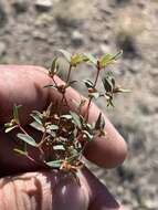 Слика од Euphorbia chaetocalyx (Boiss.) Tidestr.