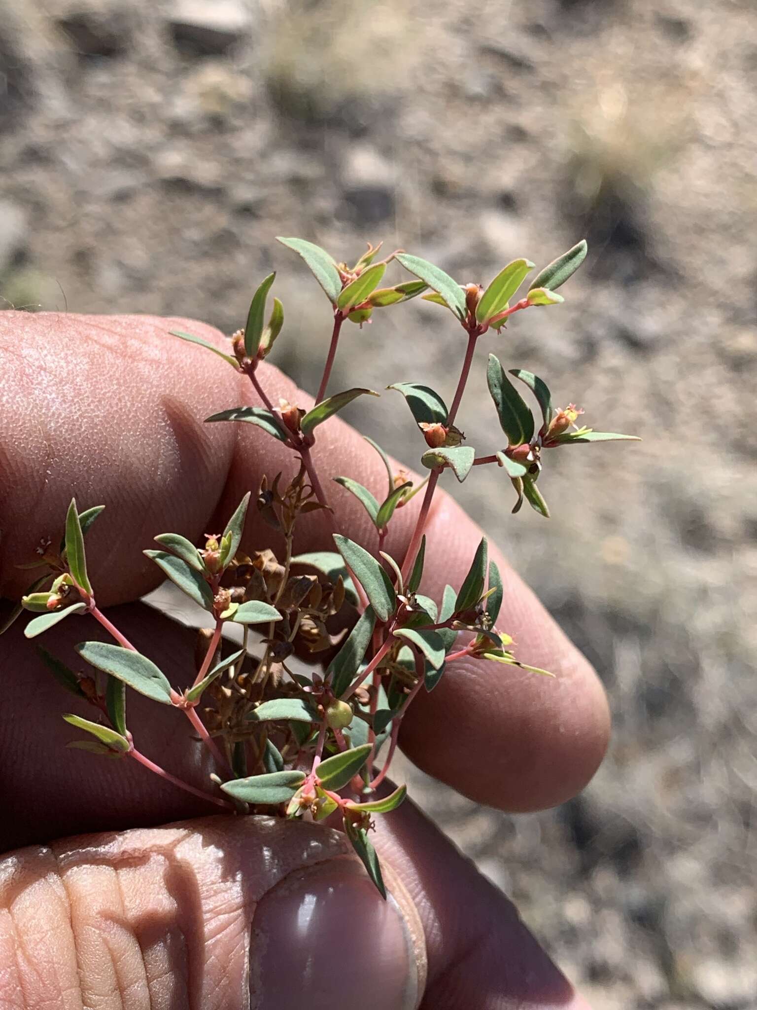 Слика од Euphorbia chaetocalyx (Boiss.) Tidestr.