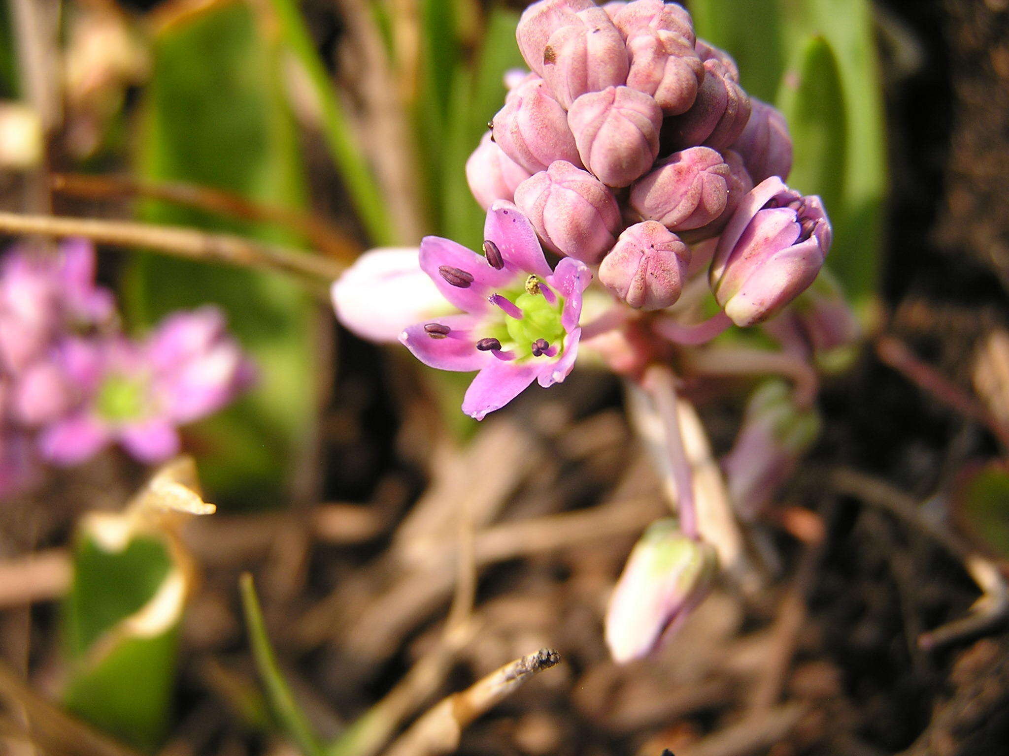 Слика од Ledebouria cooperi (Hook. fil.) Jessop