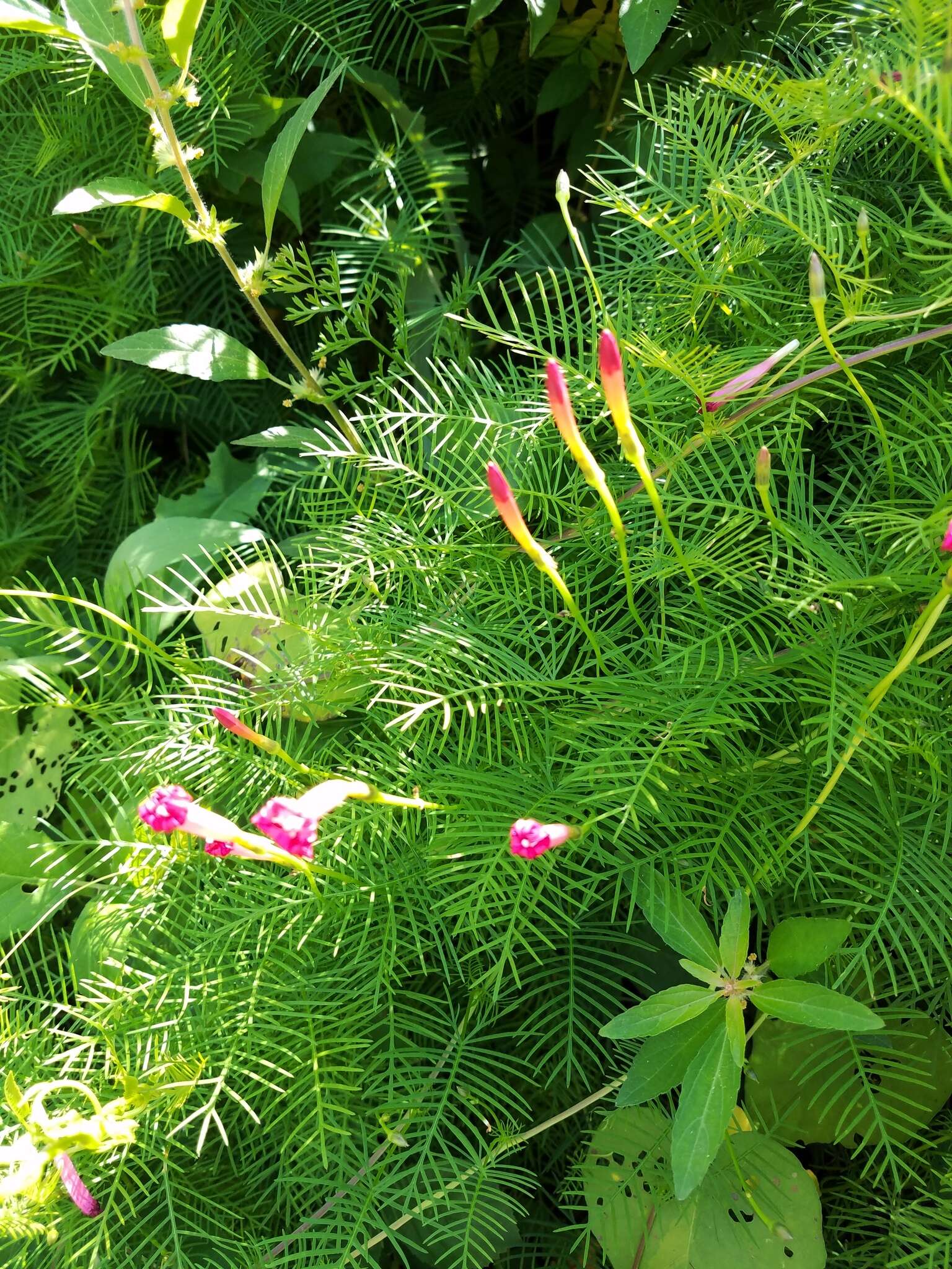 Image of Cypress Vine