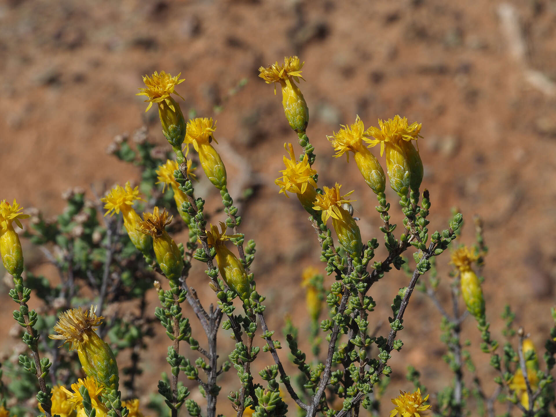 Imagem de Pteronia glomerata L. fil.