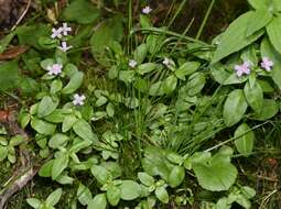 Image of glaucus willowherb