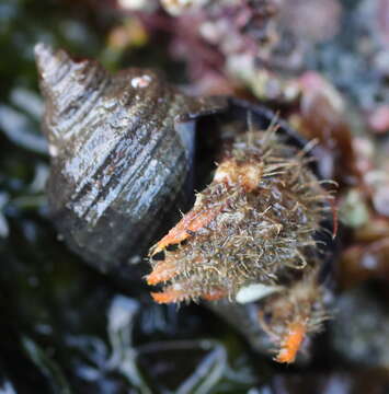 Image of greenmark hermit crab