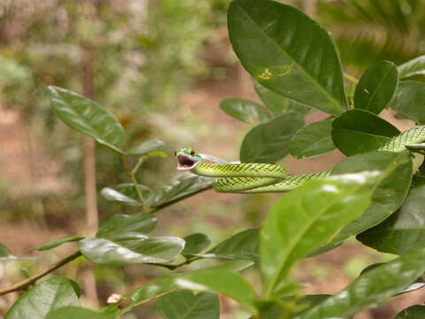 Leptophis ahaetulla nigromarginatus (Günther 1866)的圖片