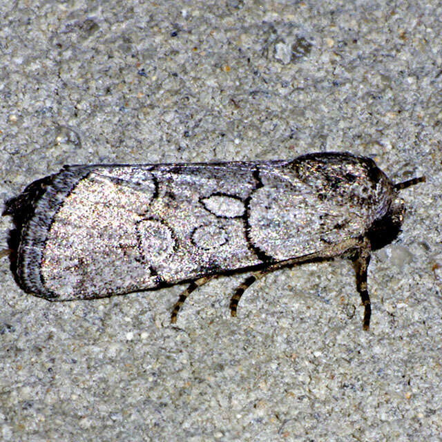 Image of <i>Sympistis sectiloides</i>
