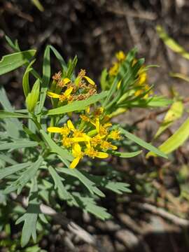 Image of Bethencourtia palmensis (Nees) Choisy