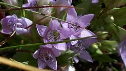 Image of Gentianella ramosa (Hegetschw.) J. Holub