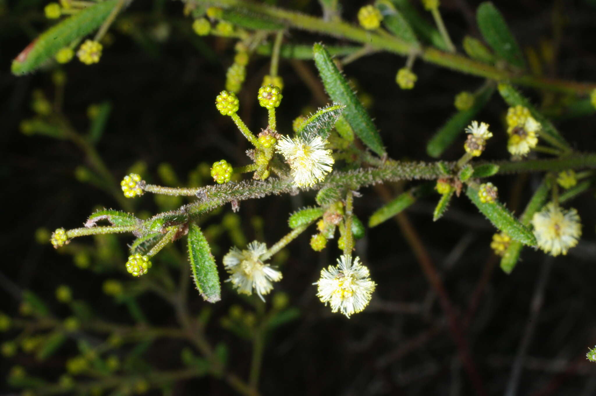 Imagem de Acacia aspera Lindl.