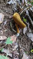 Image of Boletus aurantiosplendens T. J. Baroni 1998