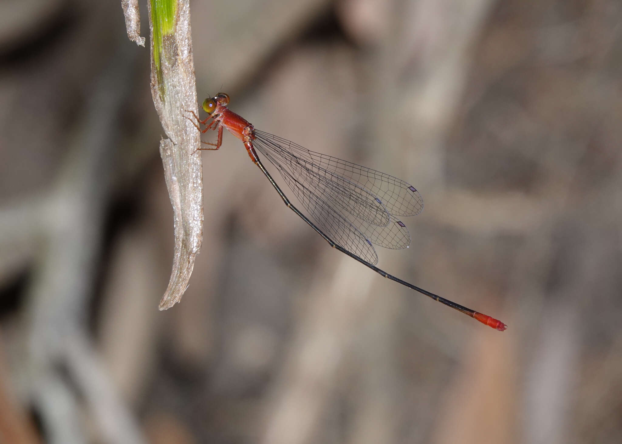 Image of Teinobasis rufithorax (Selys 1877)