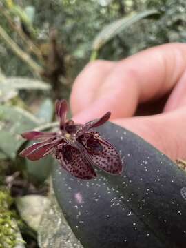 Image of hairy bonnet orchid