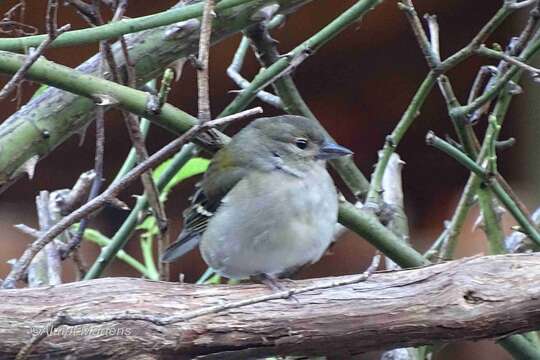 Image of Madeiran Chaffinch