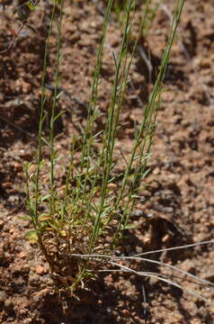 Wahlenbergia linarioides (Lam.) A. DC.的圖片