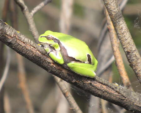 Image of Hyla orientalis Bedriaga 1890