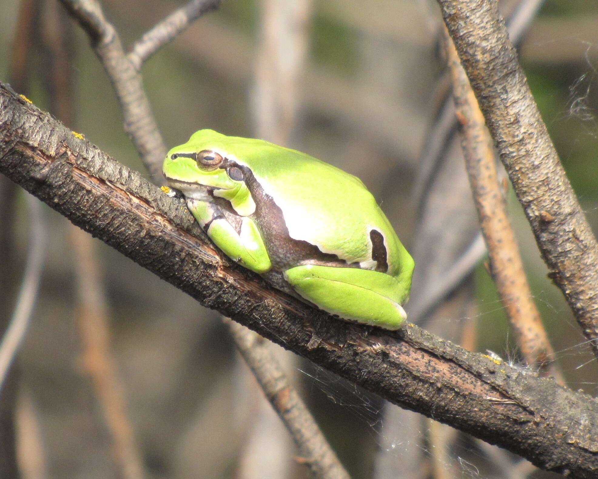 Image of Hyla orientalis Bedriaga 1890