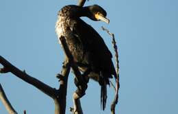 Image of Phalacrocorax carbo carbo (Linnaeus 1758)