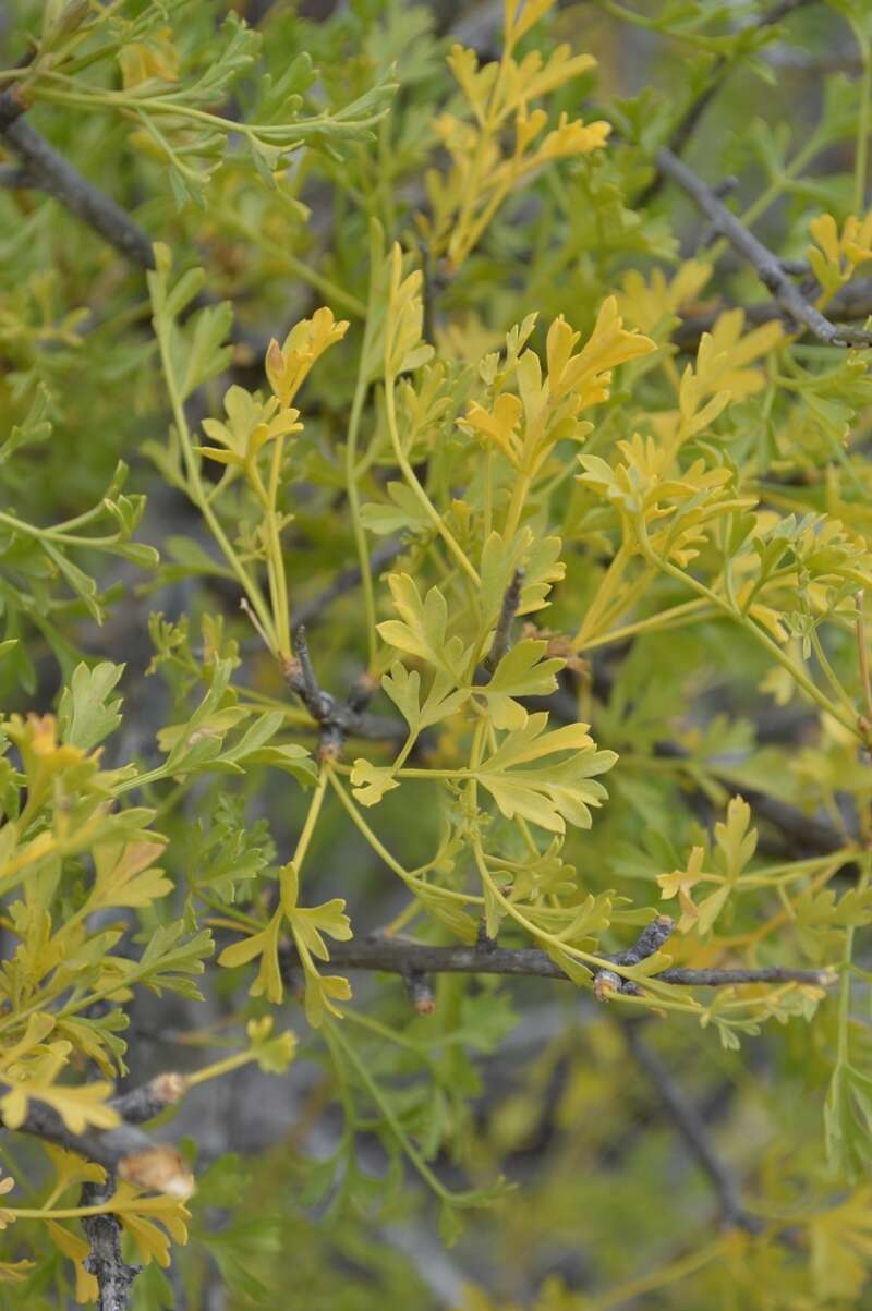 Image of Anginon verticillatum (E. Mey.) B. L. Burtt