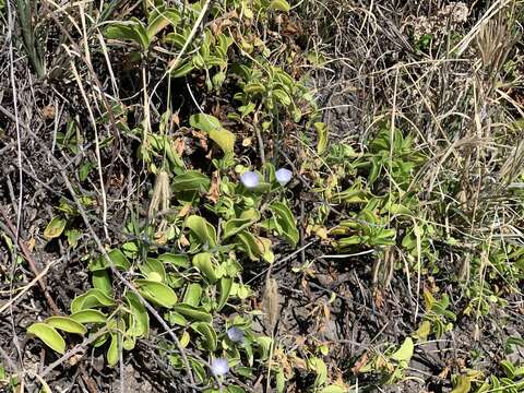 Image of oval-leaf clustervine