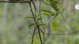 Image of Thrixspermum anceps (Blume) Rchb. fil.